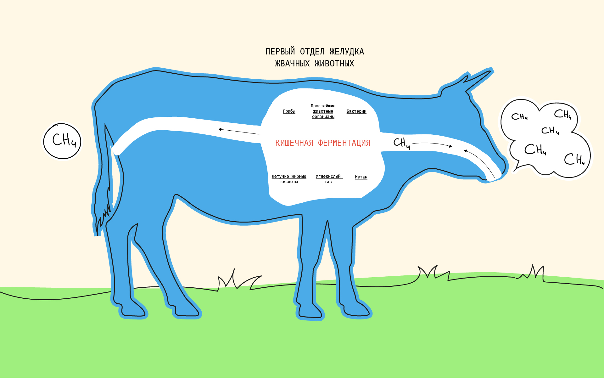 Рисунок 4 — Пищеварительная система коровы.
